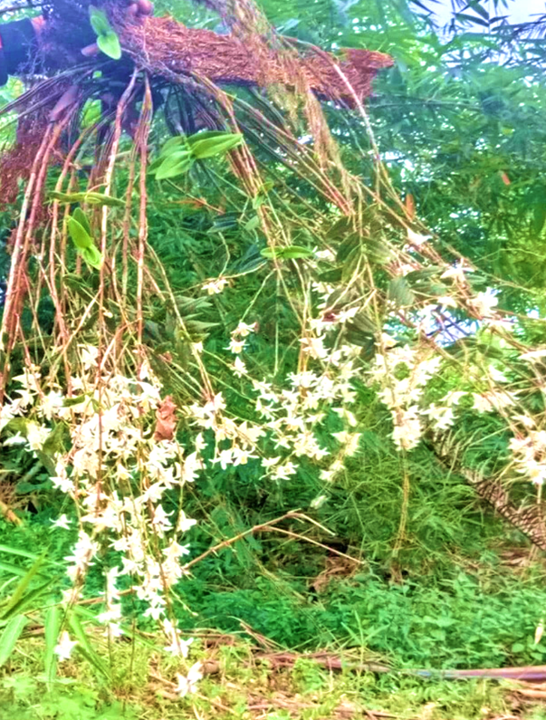 Dendrobium crumenatum on its natural habitat.